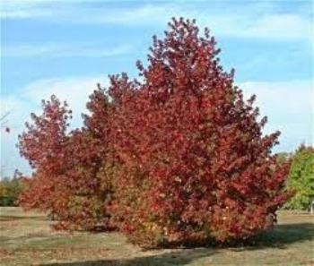 ΛΙΚΙΔΑΜΒΑΡΗ (Liquidambar styraciflua)